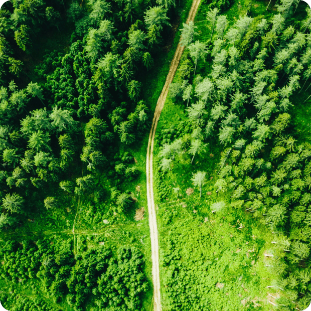 Ein Wald von oben