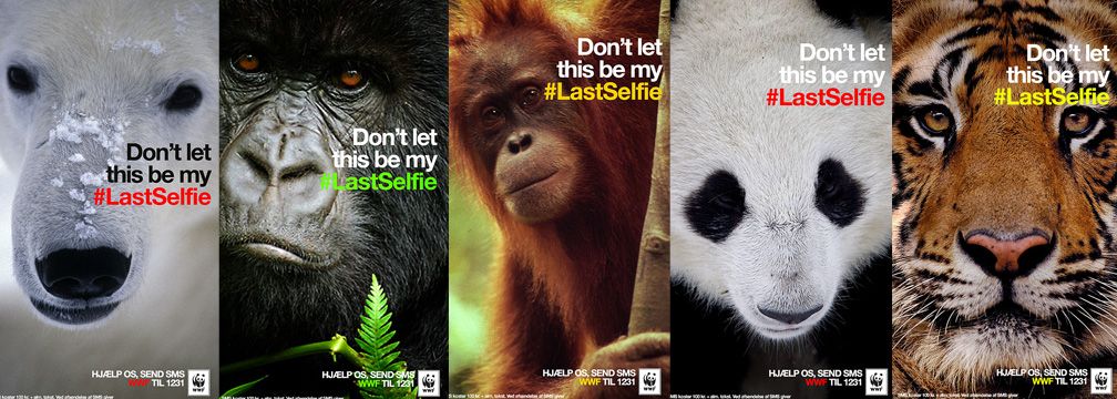 World Animal Day: How To Protect Endangered Species From Home | myenergi UK